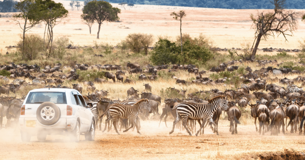 A white jeep in amongst a heard of zebra