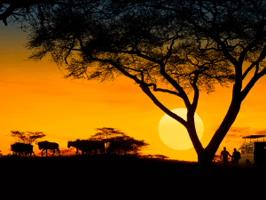 An African sunset with the silhoutte of a large tree, two people and a jeep to the right of the image and some large animals to the left