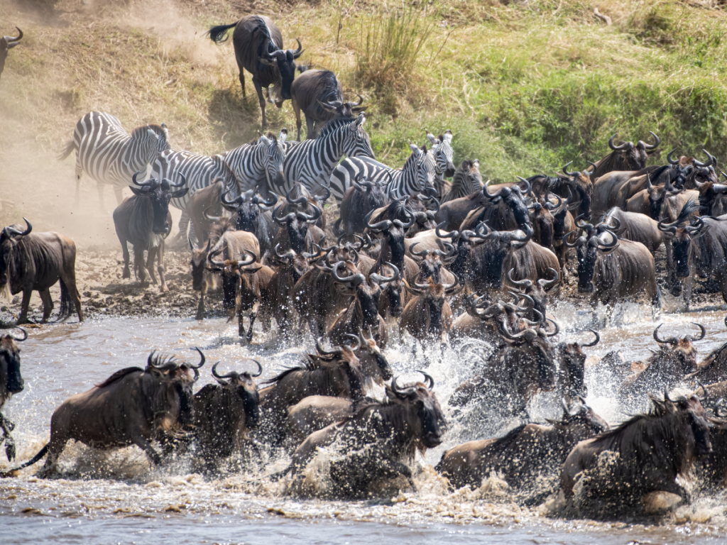 Wildebeest migration through a river